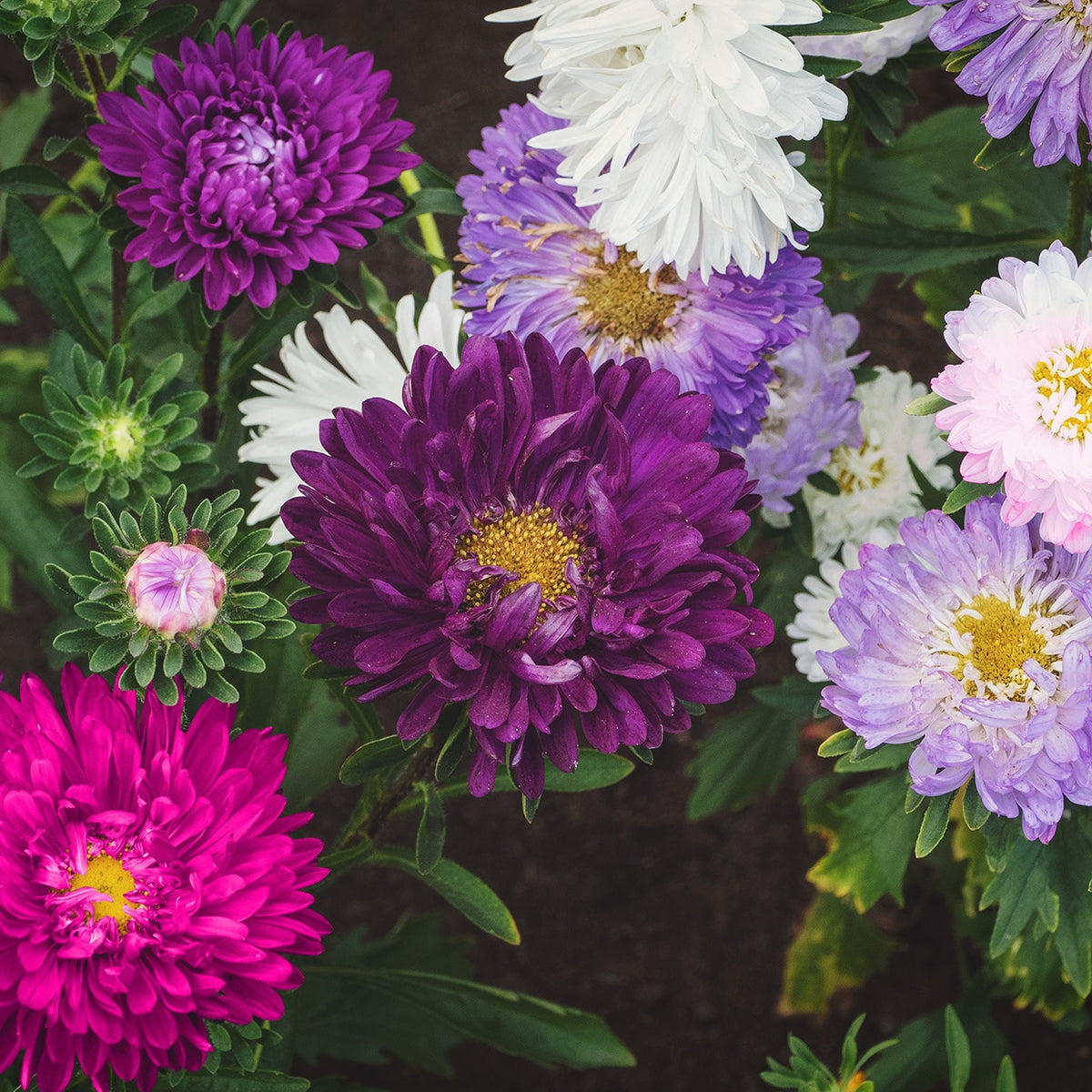 Tall Mix Bachelor Buttons Untreated Bachelor Button Seeds