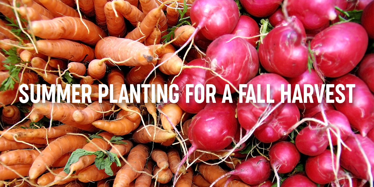 Sow Now, Reap Later A Guide to Summer Planting for Fall Harvest