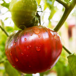 Purely Organic Cherokee Purple Tomato Seeds - USDA Organic, Non-GMO, Open Pollinated, Heirloom, USA Origin, Vegetable Seeds