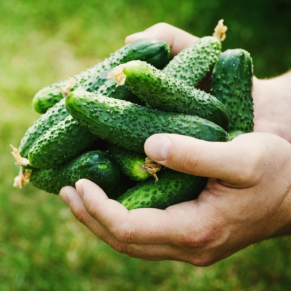 Purely Organic Boston Pickling Cucumber Seeds - USDA Organic, Non-GMO, Open Pollinated, Heirloom, USA Origin, Vegetable Seeds