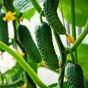 Purely Organic Boston Pickling Cucumber Seeds - USDA Organic, Non-GMO, Open Pollinated, Heirloom, USA Origin, Vegetable Seeds