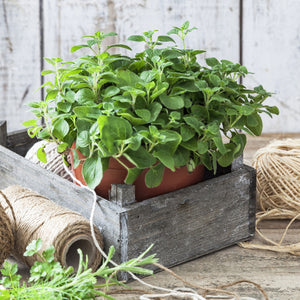 Purely Organic Common Italian Oregano Seeds