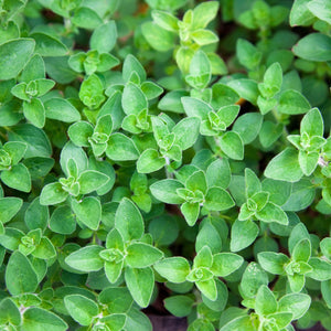 Purely Organic Common Italian Oregano Seeds