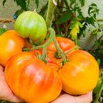 Purely Organic Pineapple Tomato Seeds - USDA Organic, Non-GMO, Open Pollinated, Heirloom, USA Origin, Vegetable Seeds