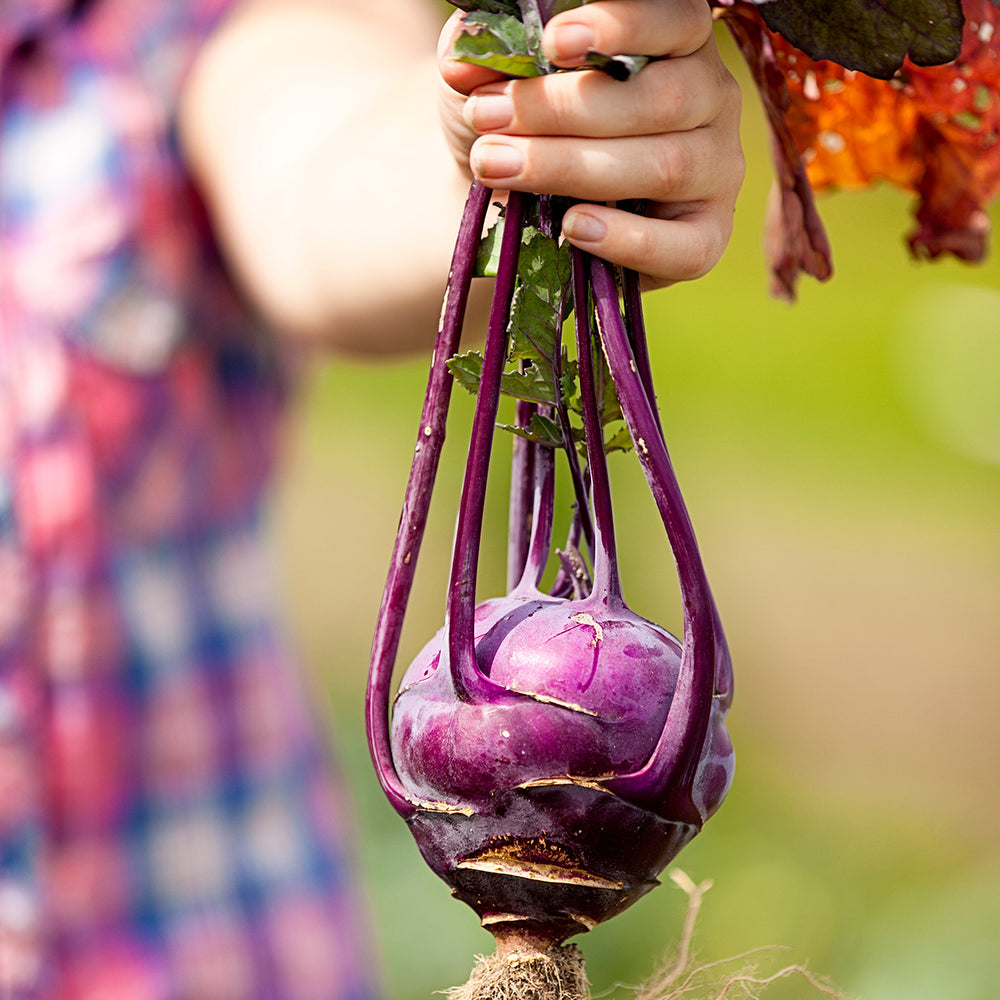 Purely Organic Purple Vienna Kohlrabi Seeds - USDA Organic, Non-GMO, Open Pollinated, Heirloom, Vegetable Seeds