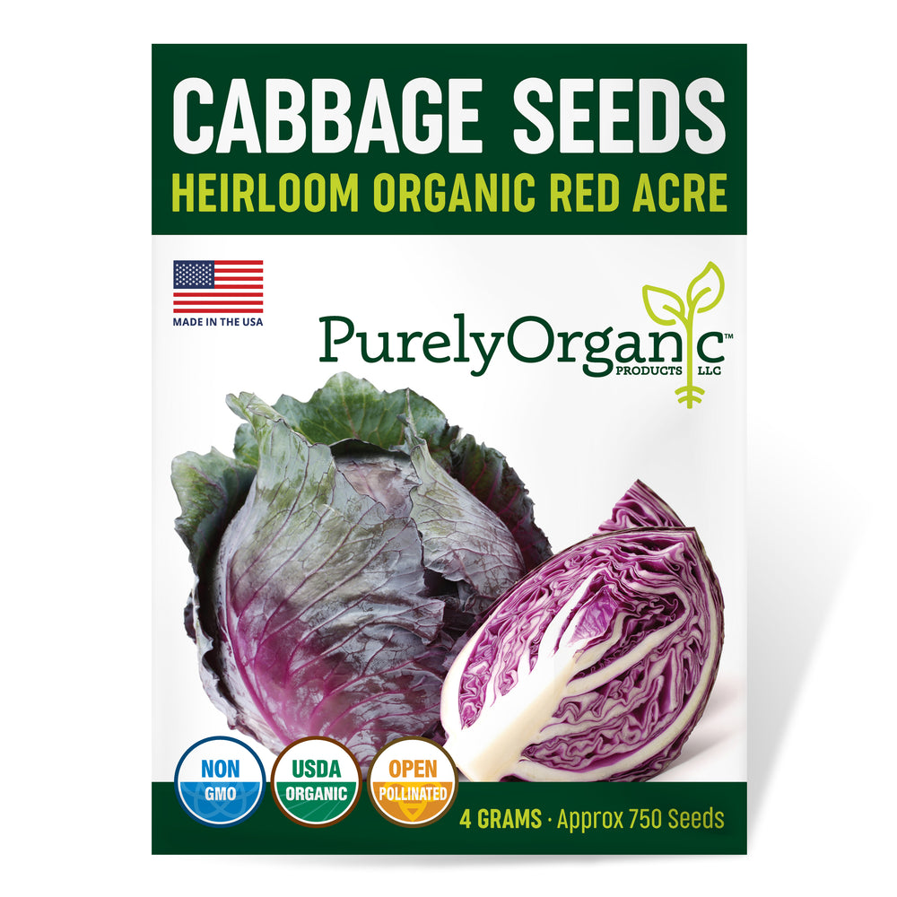 Purely Organic Heirloom Cabbage Seeds - Red Acre (Approx 900 Seeds)
