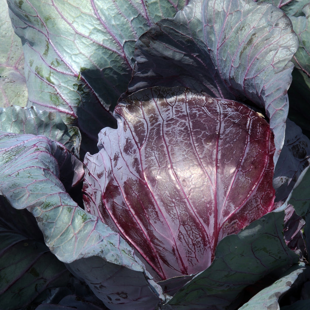 Purely Organic Heirloom Cabbage Seeds - Red Acre (Approx 900 Seeds)
