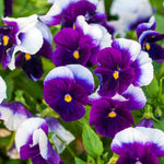 The Old Farmer's Almanac Sorbet Series Beaconsfield Viola Seeds - Premium Non-GMO, Open Pollinated, USA Origin, Flower Seeds