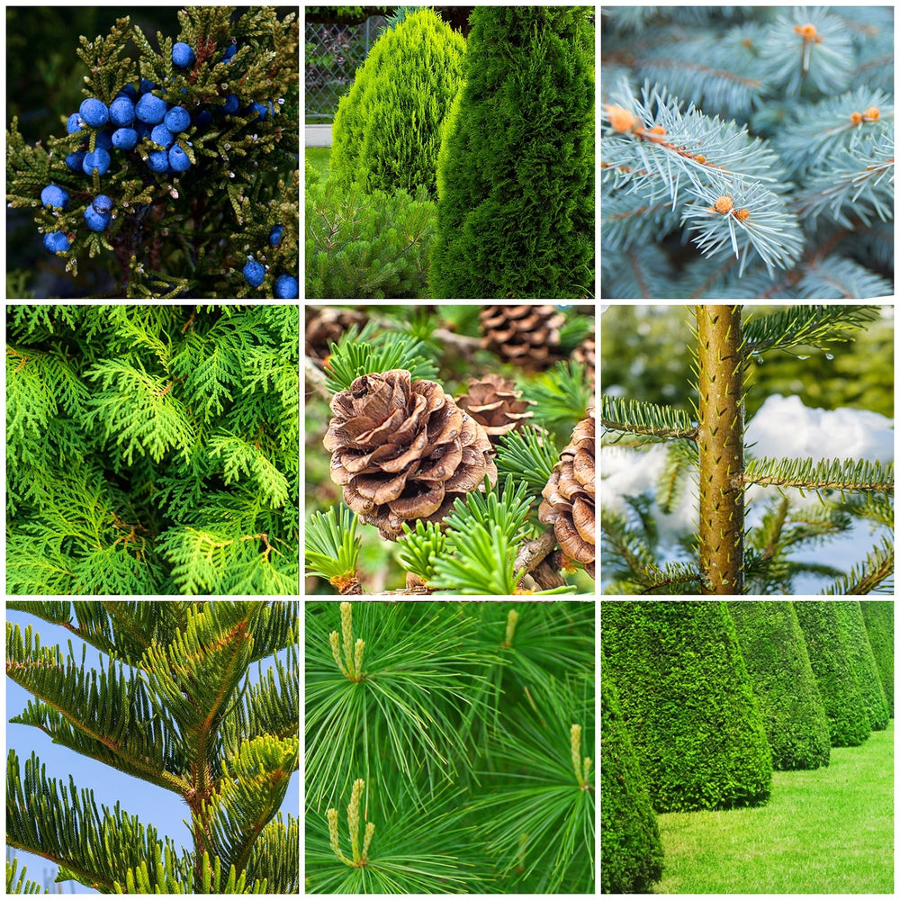 various evergreen and conifer trees and shrubs