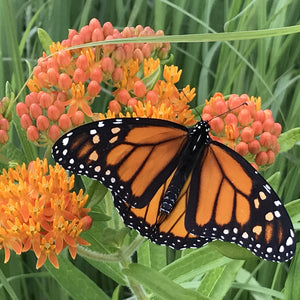 The Old Farmer's Almanac Butterfly Milkweed Seeds - Premium Non-GMO, Open Pollinated, USA Origin, Flower Seeds