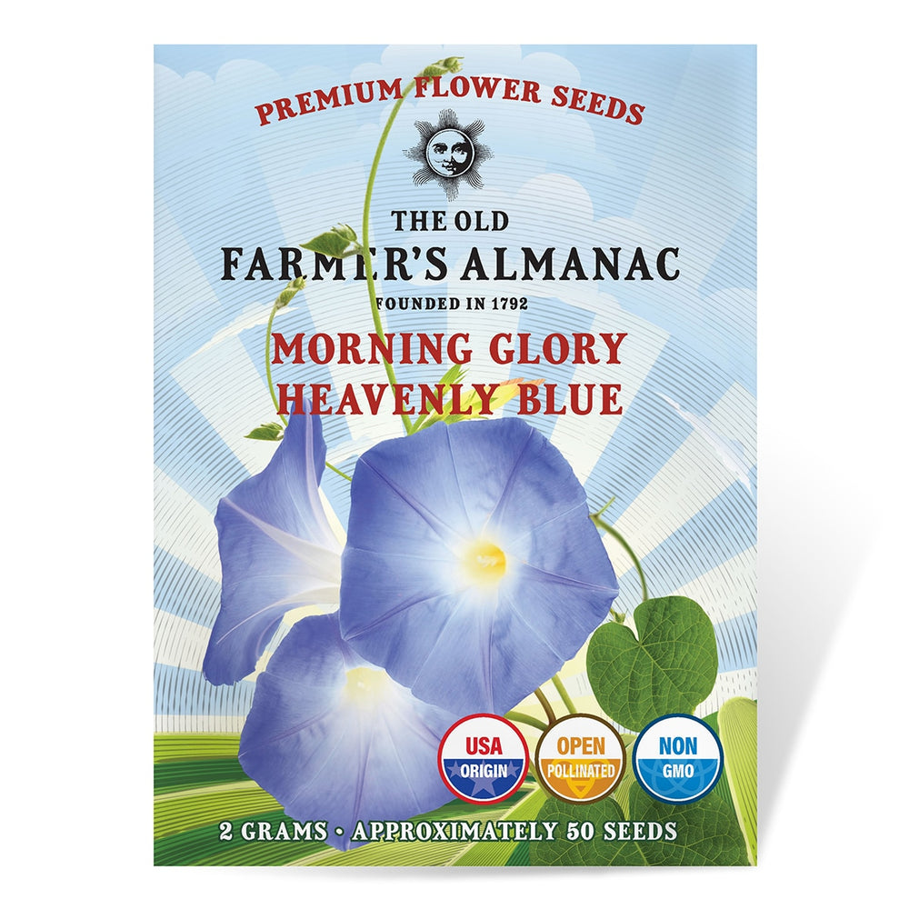 The Old Farmer's Almanac Heavenly Blue Morning Glory Seeds - Premium Non-GMO, Open Pollinated, USA Origin, Flower Seeds