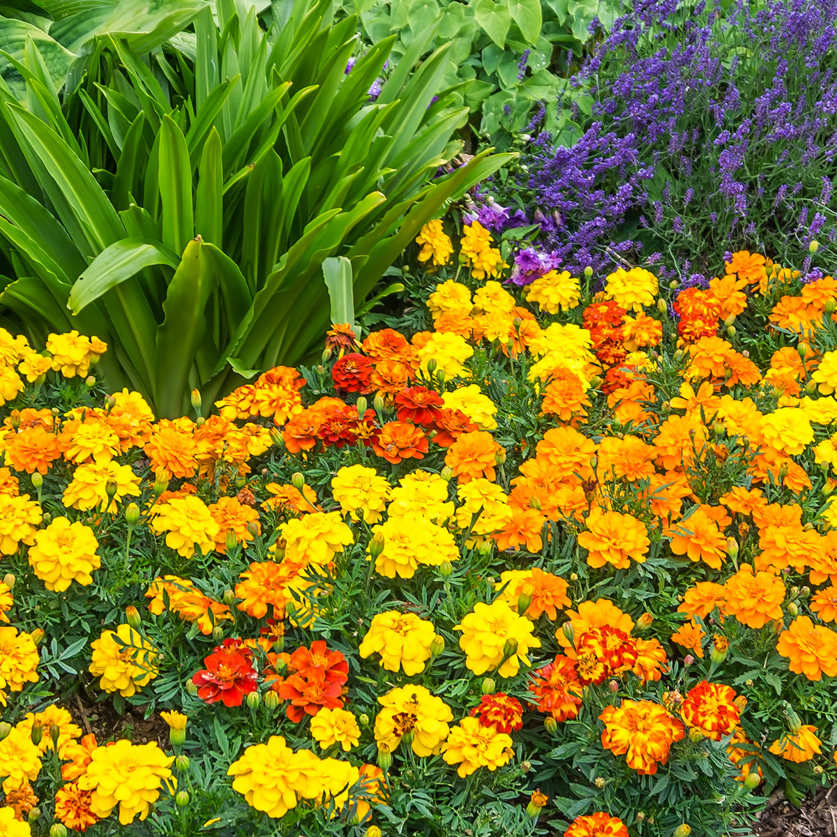 The Old Farmer's Almanac Petite Mixture Marigold Seeds - Premium Non-GMO, Open Pollinated, USA Origin, Flower Seeds