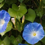 The Old Farmer's Almanac Heavenly Blue Morning Glory Seeds - Premium Non-GMO, Open Pollinated, USA Origin, Flower Seeds