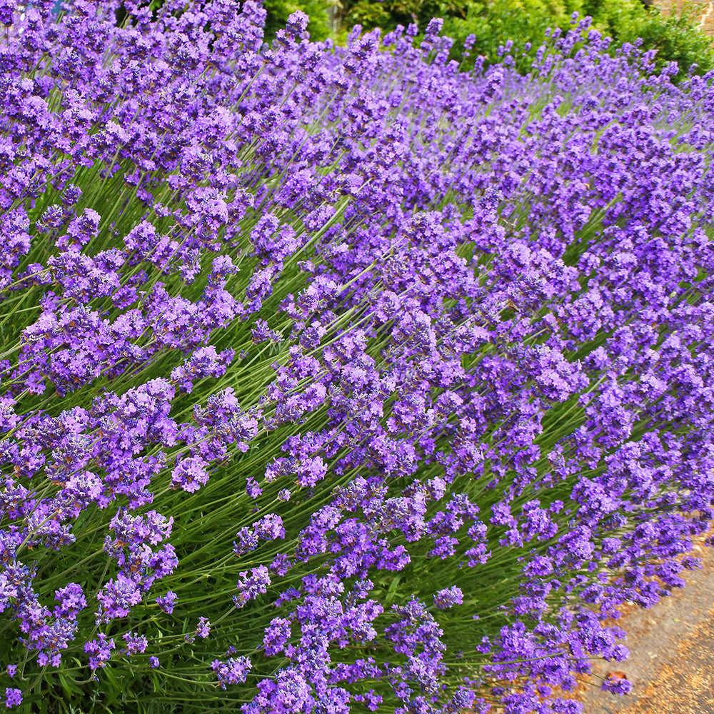 English Lavender Heirloom Seeds