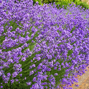 
                
                    Load image into Gallery viewer, The Old Farmer&amp;#39;s Almanac Heirloom Common English Lavender Seeds - Premium Non-GMO, Open Pollinated, Flower &amp;amp; Herb Seeds
                
            
