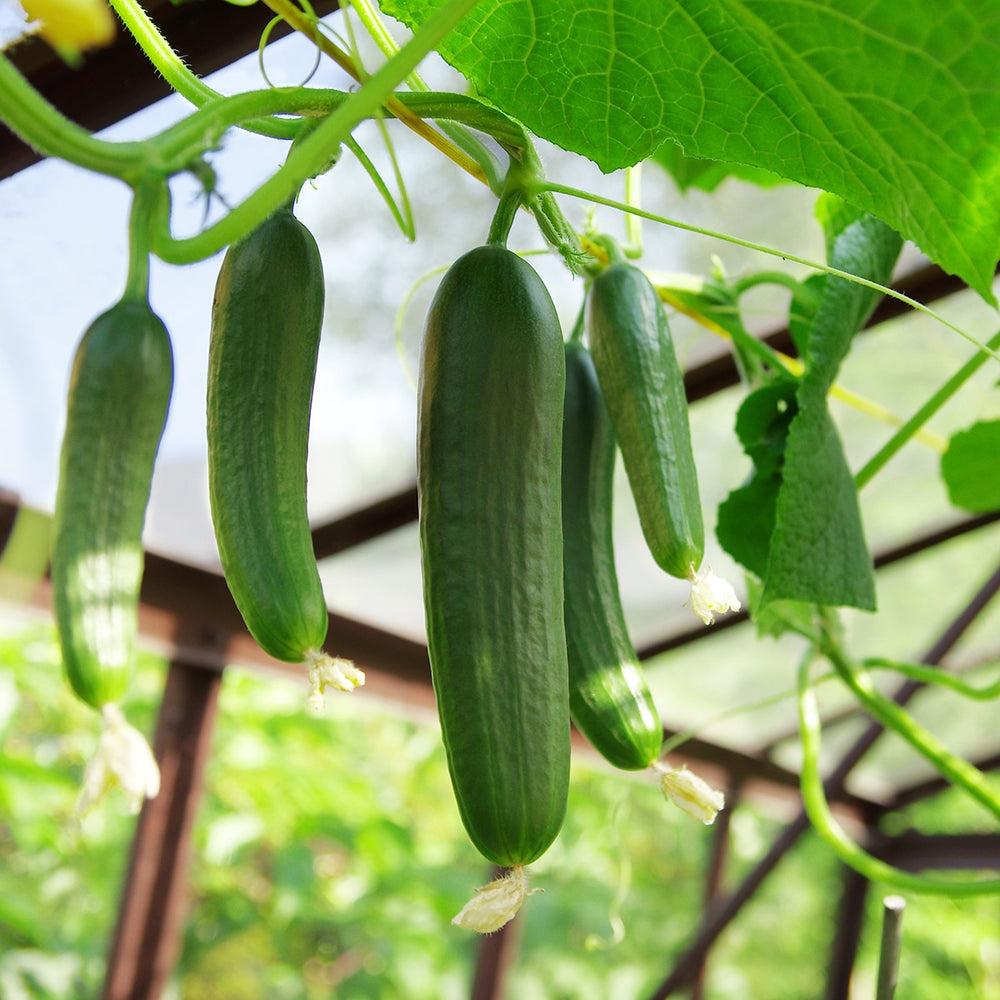 The Old Farmer's Almanac Heirloom Tendergreen Burpless Cucumber Seeds - Premium Non-GMO, Open Pollinated, Vegetable Seeds