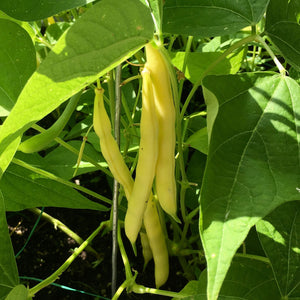 The Old Farmer's Almanac Heirloom Gold Rush Wax Bean Seeds - Premium Non-GMO, Open Pollinated, Vegetable Seeds