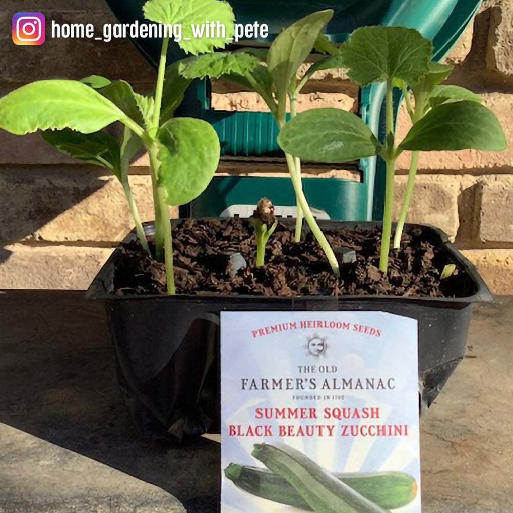 The Old Farmer's Almanac Heirloom Black Beauty Zucchini Summer Squash Seeds - Premium Non-GMO, Open Pollinated, USA Origin, Vegetable Seeds