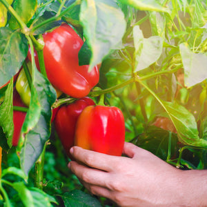 Bell pepper, Organic, Heirloom, Non-GMO