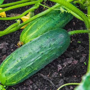 
                
                    Load image into Gallery viewer, Purely Organic Heirloom Cucumber Seeds - Marketmore 76 (Approx 100 Seeds)
                
            