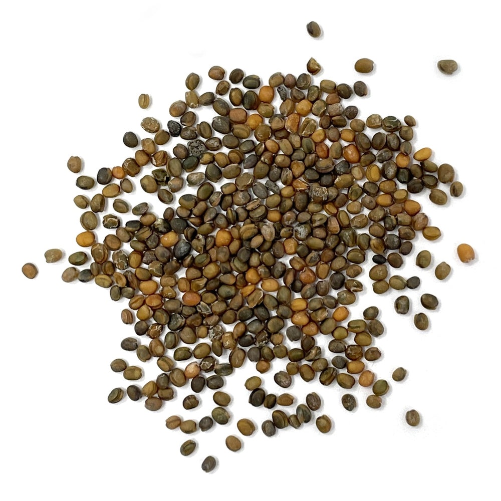 Purely Organic Slow Bolt Arugula Seeds - USDA Organic, Non-GMO, Open Pollinated, Heirloom, USA Origin, Vegetable Seeds