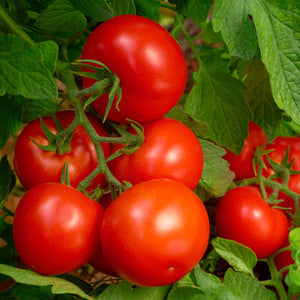 8-8-8 Triple Play Tomato & Vegetable Plant Food