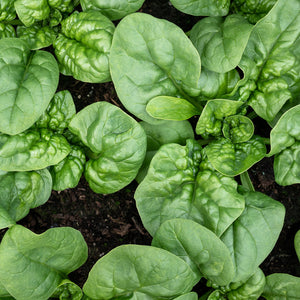 Purely Organic Heirloom Spinach Seeds - Bloomsdale Long Standing (Approx 300 Seeds)