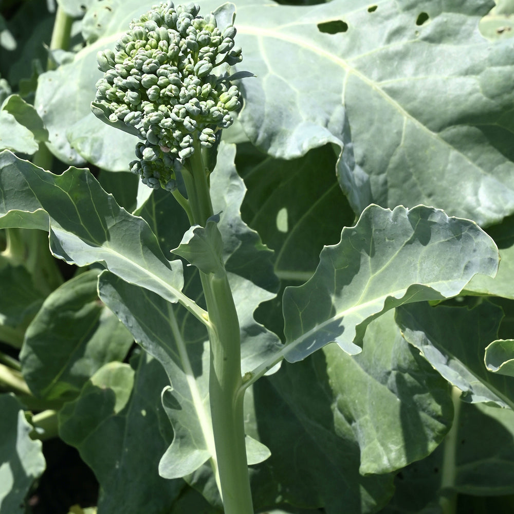 
                
                    Load image into Gallery viewer, Purely Organic Spring Rapini Broccoli Raab Seeds - USDA Organic, Non-GMO, Open Pollinated, Heirloom, USA Origin, Vegetable Seeds
                
            