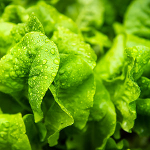 Purely Organic Heirloom Lettuce Seeds - Buttercrunch (Approx 1500 Seeds)