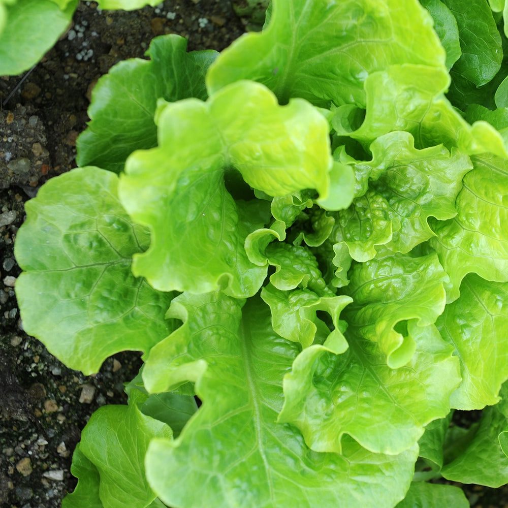 Purely Organic Buttercrunch Lettuce Seeds - USDA Organic, Non-GMO, Open Pollinated, Heirloom, USA Origin, Vegetable Seeds