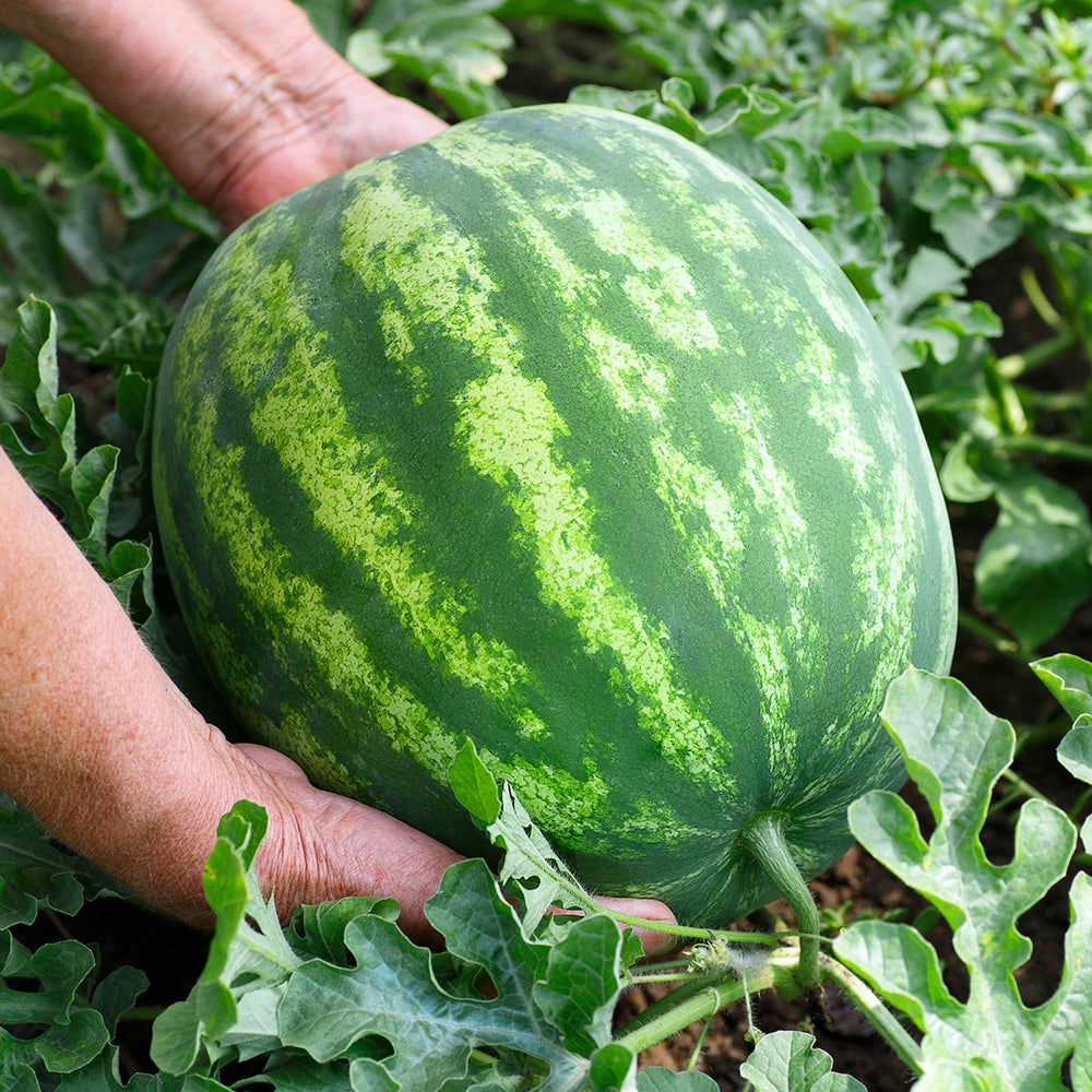 
                
                    Load image into Gallery viewer, Purely Organic Heirloom Watermelon Seeds - Crimson Sweet (Approx 12 Seeds)
                
            