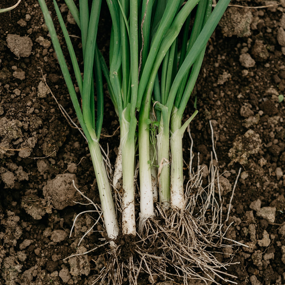 
                
                    Load image into Gallery viewer, Purely Organic Bunching Evergreen Onion Seeds - USDA Organic, Non-GMO, Open Pollinated, Heirloom, USA Origin, Vegetable Seeds
                
            