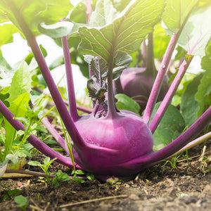 Purely Organic Purple Vienna Kohlrabi Seeds - USDA Organic, Non-GMO, Open Pollinated, Heirloom, Vegetable Seeds