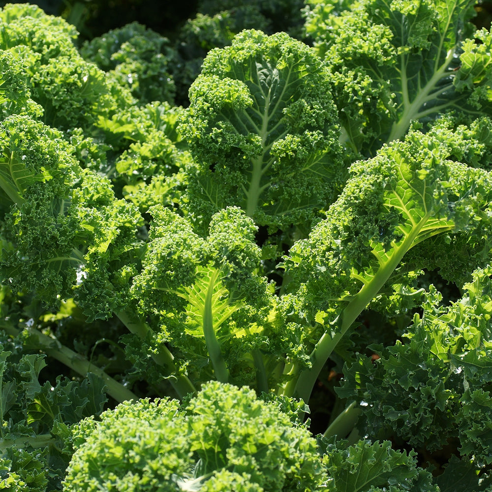 Purely Organic Heirloom Kale Seeds - Vates Blue Scotch Curled (Approx 500 Seeds)