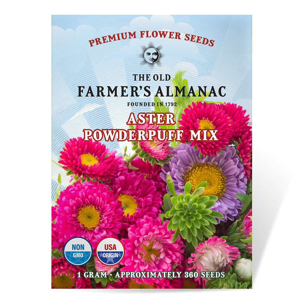 The Old Farmer's Almanac Powder Puff Mix Aster Seeds - Premium Non-GMO, Open Pollinated, USA Origin, Flower Seeds
