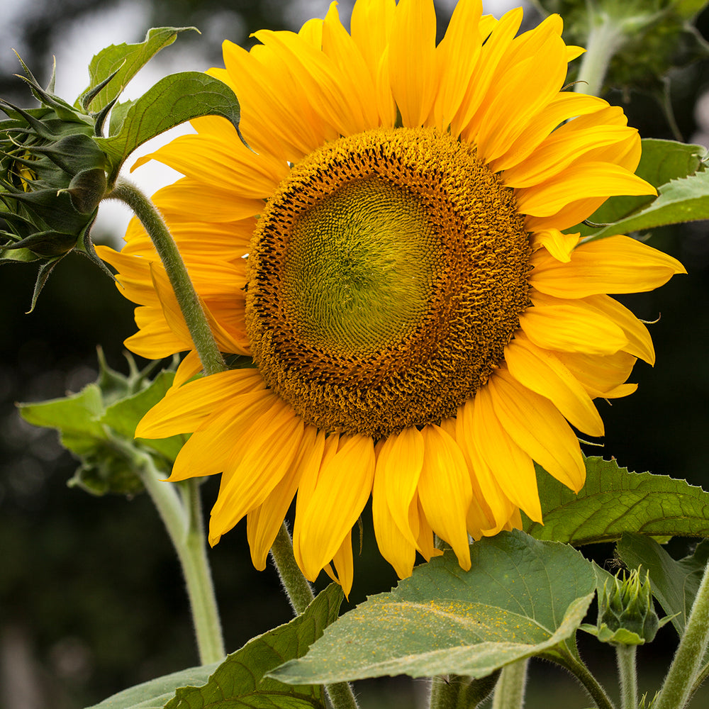 
                
                    Load image into Gallery viewer, The Old Farmer&amp;#39;s Almanac Premium Sunflower Seeds (Mammoth Gray Stripe)
                
            