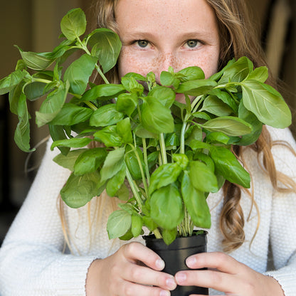 The Old Farmer's Almanac Heirloom Italian Large Leaf Basil Seeds - Premium Non-GMO, Open Pollinated, Herb Seeds