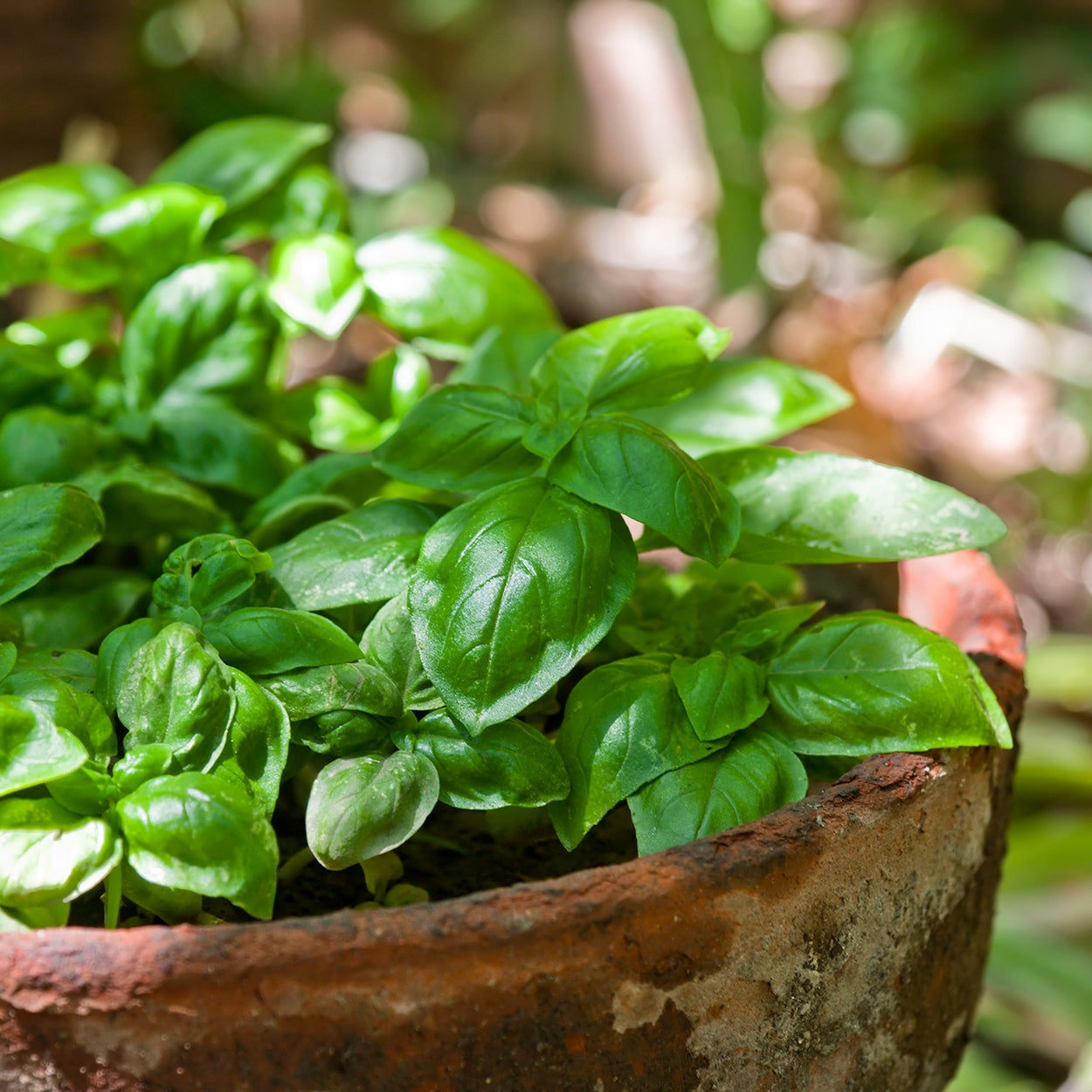 The Old Farmer's Almanac Heirloom Italian Large Leaf Basil Seeds - Premium Non-GMO, Open Pollinated, Herb Seeds