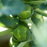 The Old Farmer's Almanac Heirloom Long Island Improved Brussels Sprouts Seeds - Premium Non-GMO, Open Pollinated, USA Origin, Vegetable Seeds