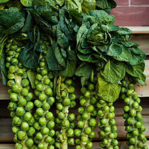 
                
                    Load image into Gallery viewer, The Old Farmer&amp;#39;s Almanac Heirloom Long Island Improved Brussels Sprouts Seeds - Premium Non-GMO, Open Pollinated, USA Origin, Vegetable Seeds
                
            