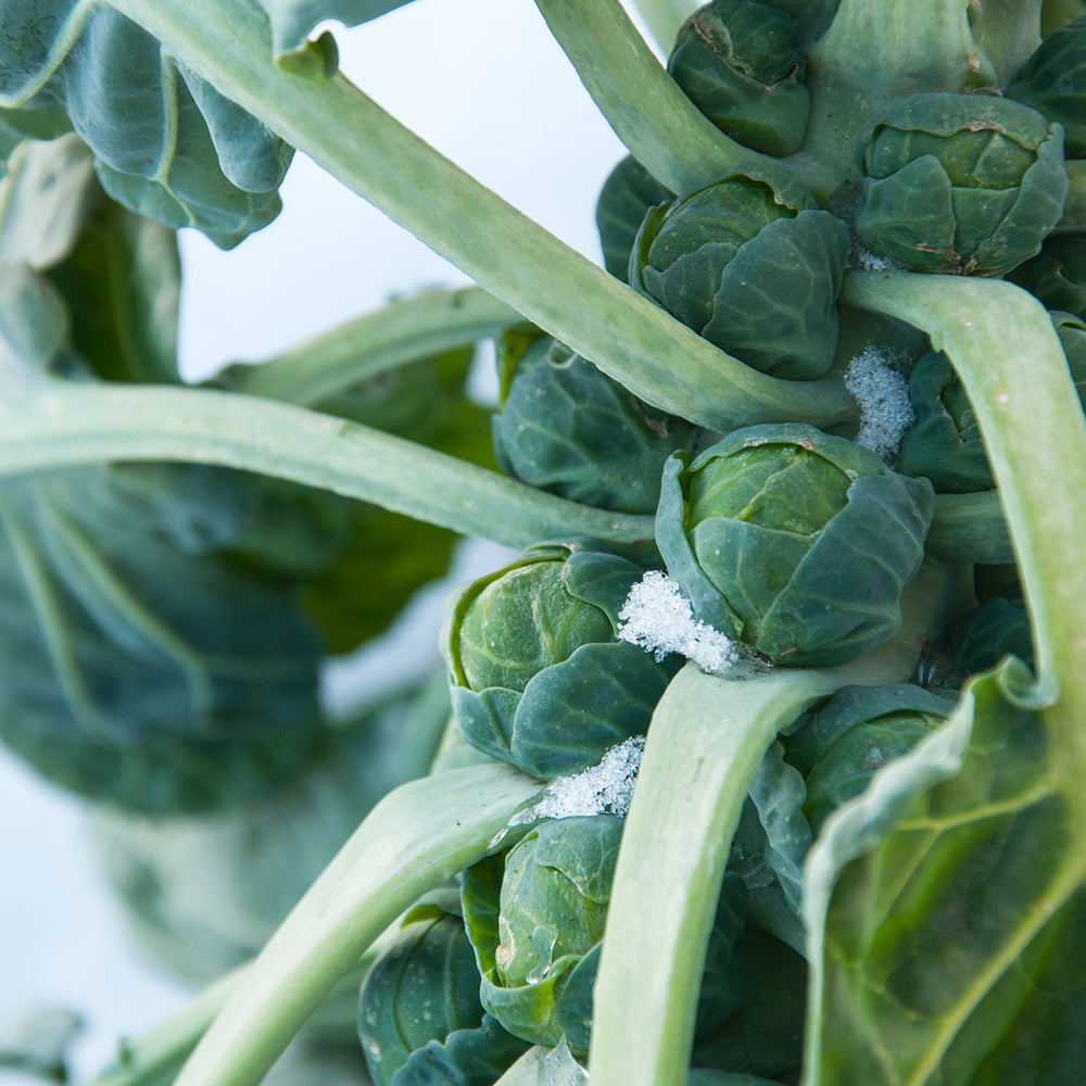 The Old Farmer's Almanac Brussels Sprouts Seeds (Long Island Improved) - Approx 700 Seeds