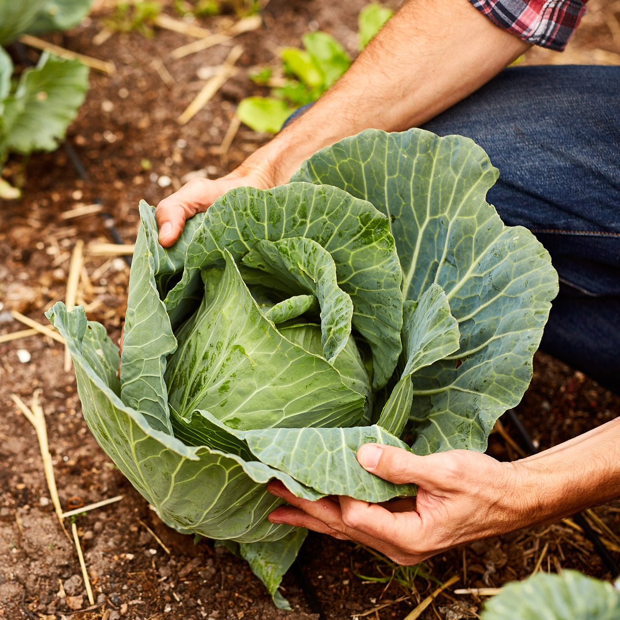 The Old Farmer's Almanac Heirloom Golden Acre Cabbage Seeds - Premium Non-GMO, Open Pollinated, USA Origin, Vegetable Seeds