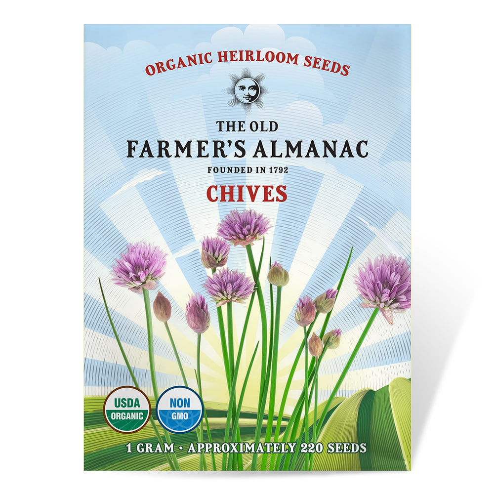 The Old Farmer's Almanac Heirloom Chive Seeds - Premium Non-GMO, Open Pollinated, USA Origin, Herb Seeds
