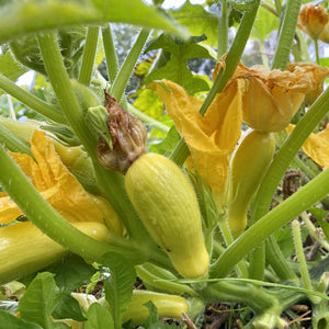 The Old Farmer's Almanac Heirloom Summer Squash Seeds (Yellow Crookneck) - Approx 70 Seeds