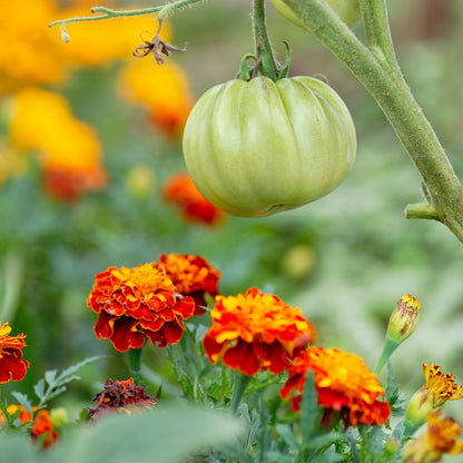 The Old Farmer's Almanac Petite Mixture Marigold Seeds - Premium Non-GMO, Open Pollinated, USA Origin, Flower Seeds