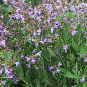 The Old Farmer's Almanac Heirloom Broad Leaved Sage Seeds - Premium Non-GMO, Open Pollinated, USA Origin, Herb Seeds