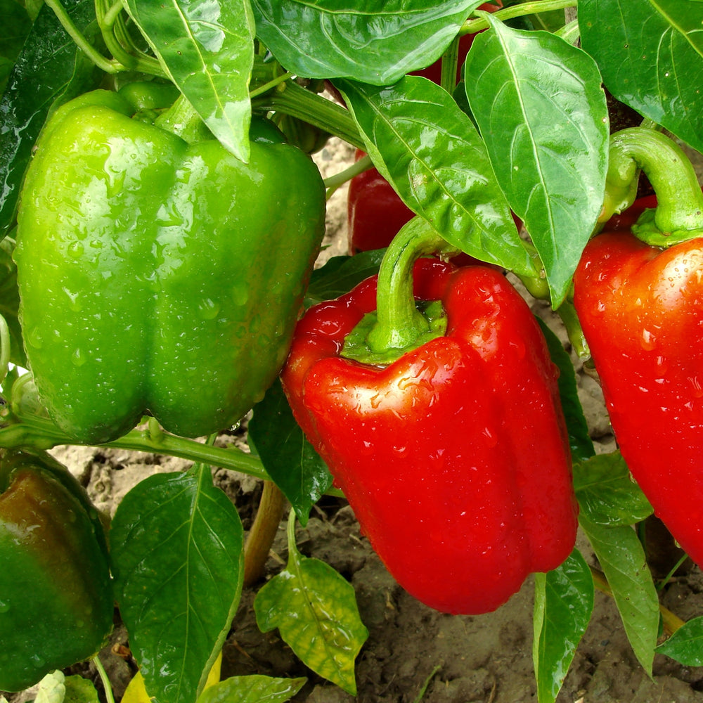 The Old Farmer's Almanac Sweet Pepper Seeds (Big Red) - Approx 30 Seeds