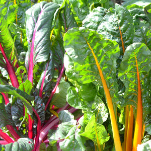 
                
                    Load image into Gallery viewer, The Old Farmer&amp;#39;s Almanac Heirloom Rainbow Mix Swiss Chard Seeds - Premium Non-GMO, Open Pollinated, USA Origin, Vegetable Seeds
                
            