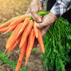 
                
                    Load image into Gallery viewer, The Old Farmer&amp;#39;s Almanac Heirloom Tendersweet Carrot Seeds - Premium Non-GMO, Open Pollinated, Vegetable Seeds
                
            