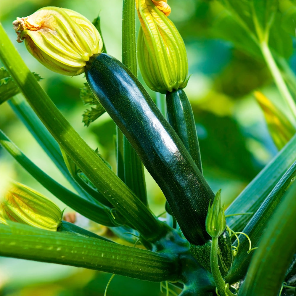The Old Farmer's Almanac Heirloom Black Beauty Zucchini Summer Squash Seeds - Premium Non-GMO, Open Pollinated, USA Origin, Vegetable Seeds
